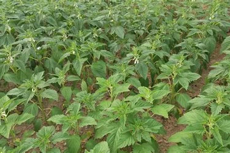 种芝麻用什么肥料好