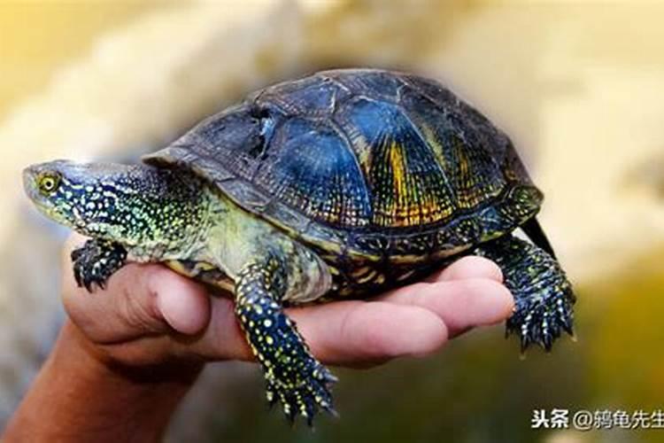 用草木灰代替硼肥钙肥可以吗