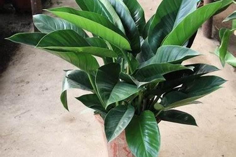 夏天怎样给植物施肥