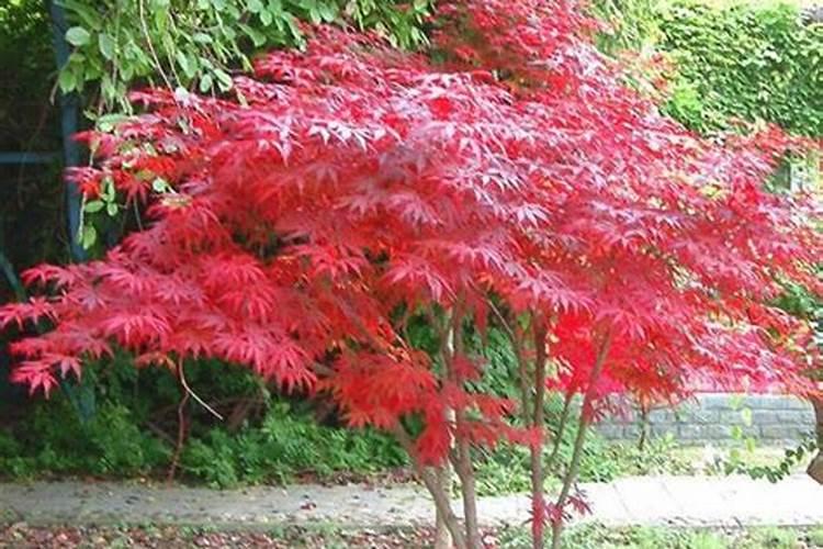 文竹夏天多久施肥 文竹夏季如何施肥