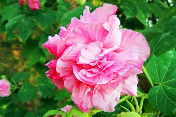 芙蓉花花苞打蔫是怎么回事 芙蓉花花苞打蔫怎么补救