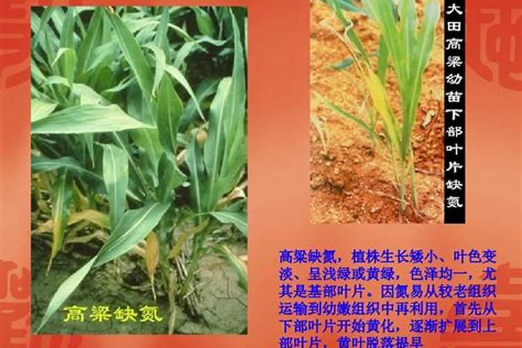 高粱的栽培技术