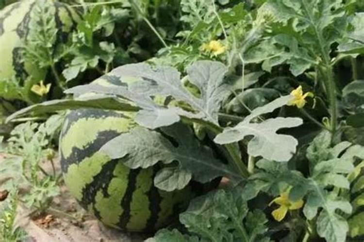 硼肥在西瓜叶面喷多了怎么救？