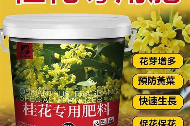 桂花树专用肥有哪些施肥注意事项