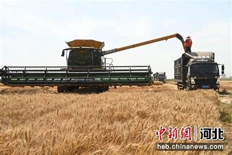 种小麦怎么施肥 你知道吗