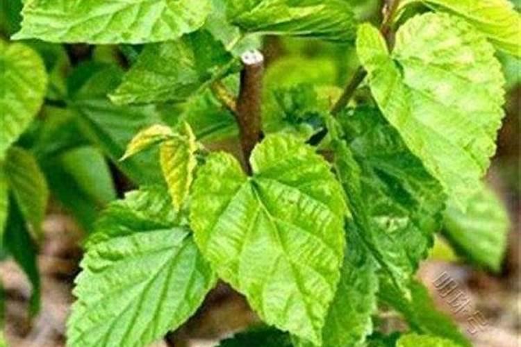 黄瓜用平衡肥好还是高钾肥 黄瓜用什么肥料好