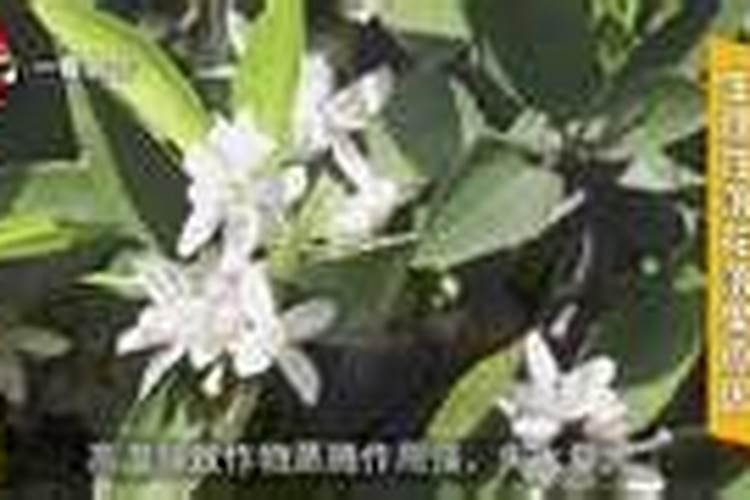 香蕉施壮果肥最佳时间 施肥方法有哪些