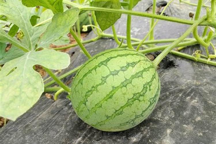 西瓜大又甜用什么肥料最好