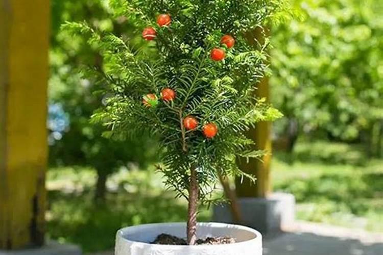红豆杉适合施什么肥？