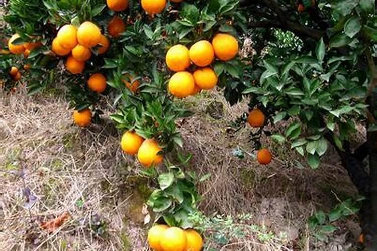 柑橘树要保花保果打什么药？什么时候打？