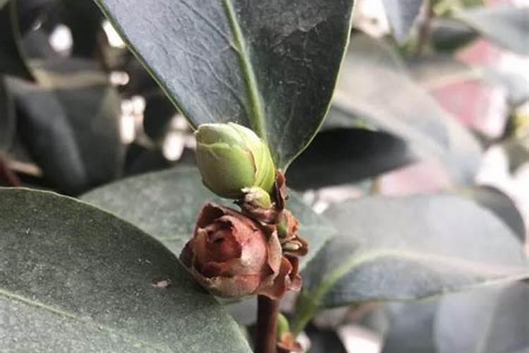 茶花从打骨朵到开花多长时间