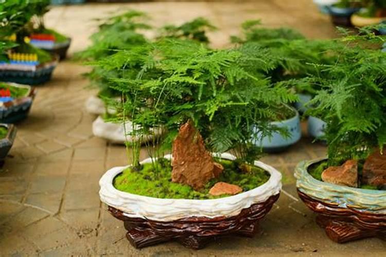 用种兰花的营养土,可以用来种植唐山矮生文竹吗？