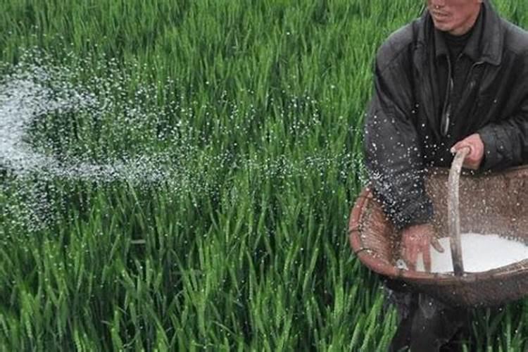 为何氮肥过量施用会产生肥害