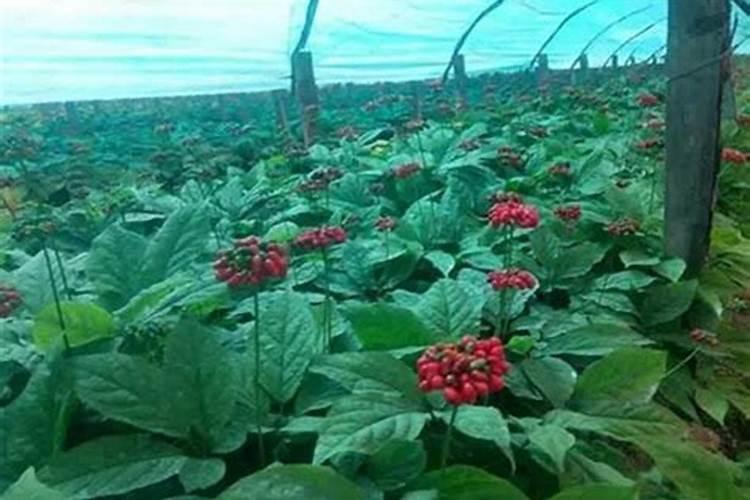 叶面肥多久被植物吸收
