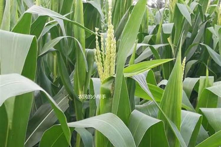 玉米出穗能打磷酸二氢钾和叶面肥吗？
