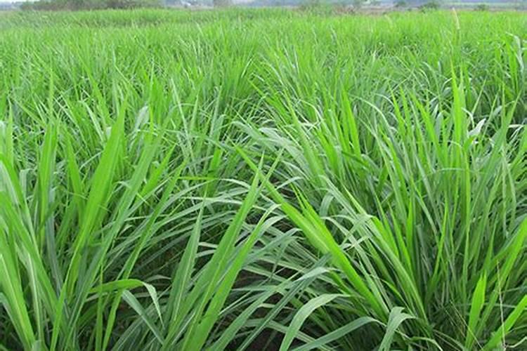 沙打旺种子种植一亩地需要使用多少种子？需要多少肥？