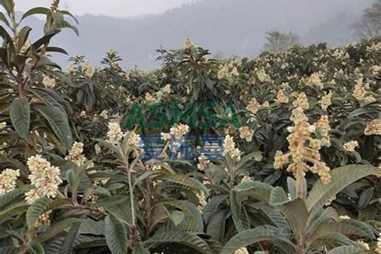 枇杷树施什么肥料才甜