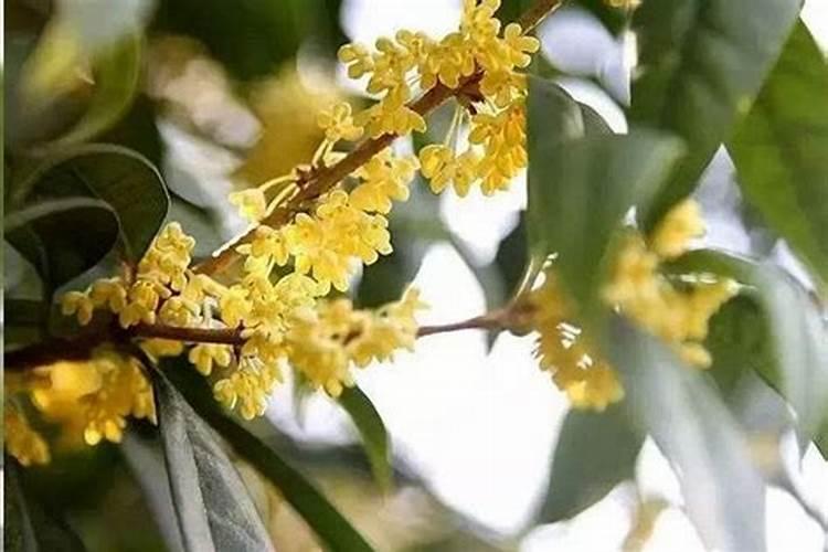 盆栽桂花怎么施肥