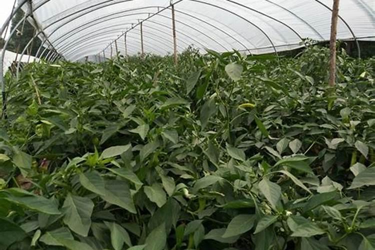 大棚辣椒哪些肥料不可混用？大棚辣椒用什么肥料