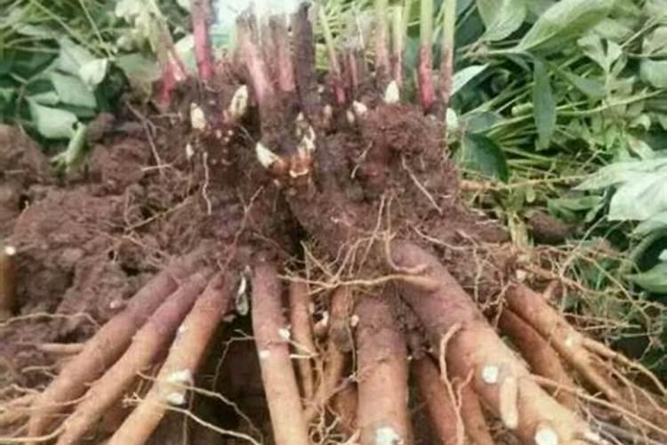 芍药施什么肥最好