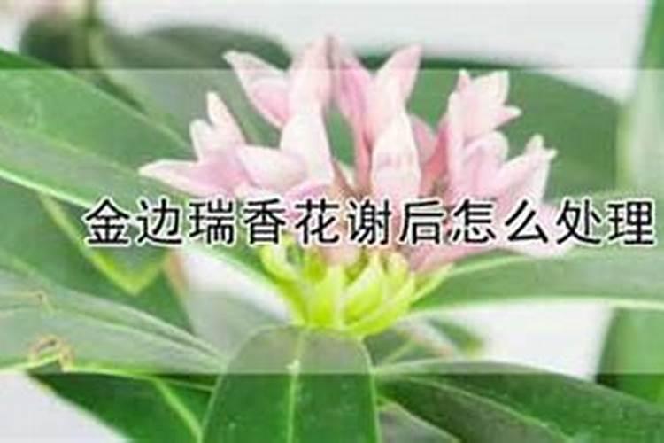 金边瑞香浇什么肥料合适