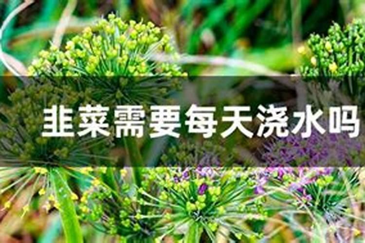 韭菜用什么肥料