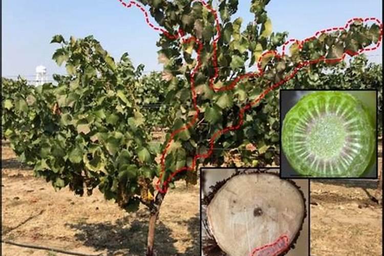 葡萄用钾肥和钙肥还是好开口,有什么办法可以补救？