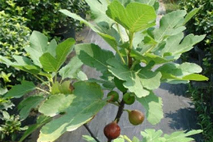 无花果结果期间施什么肥