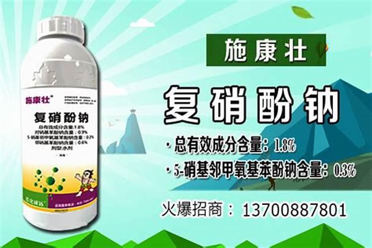 复硝酚钠用到君子兰会怎样？