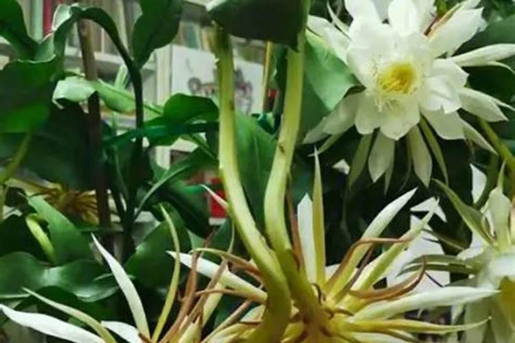 昙花有花苞后怎么养护