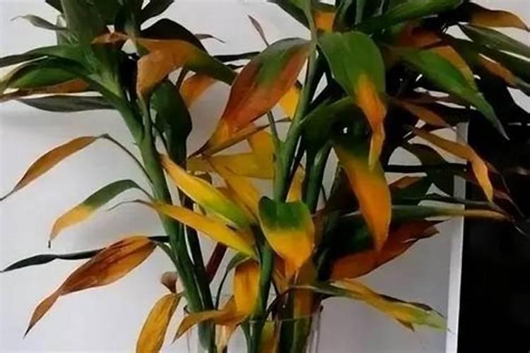 钾肥是什么肥料 植物缺少钾肥会怎么样