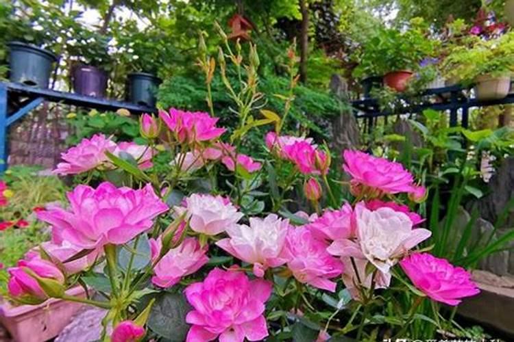 月季施什么肥开花最好