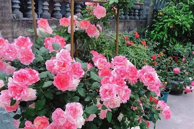 月季花这样施肥,开得更艳