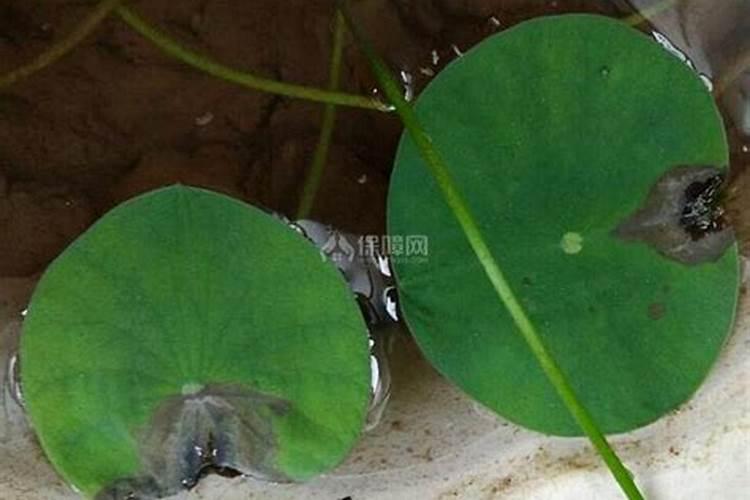 我的碗莲叶子为什么发黄啊？