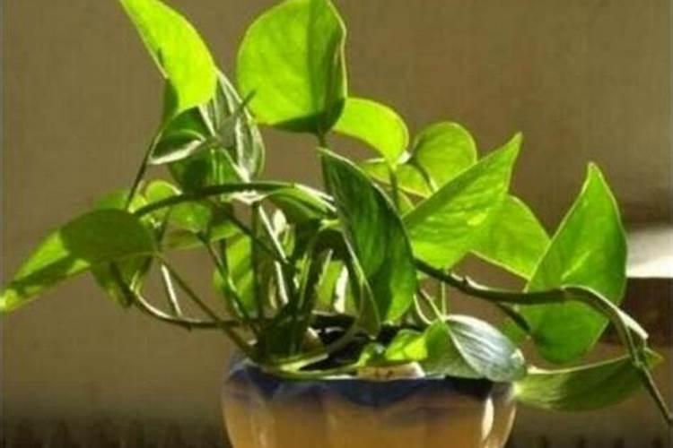 花卉养殖能不能上化肥
