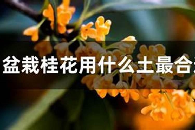 桂花什么时候施肥