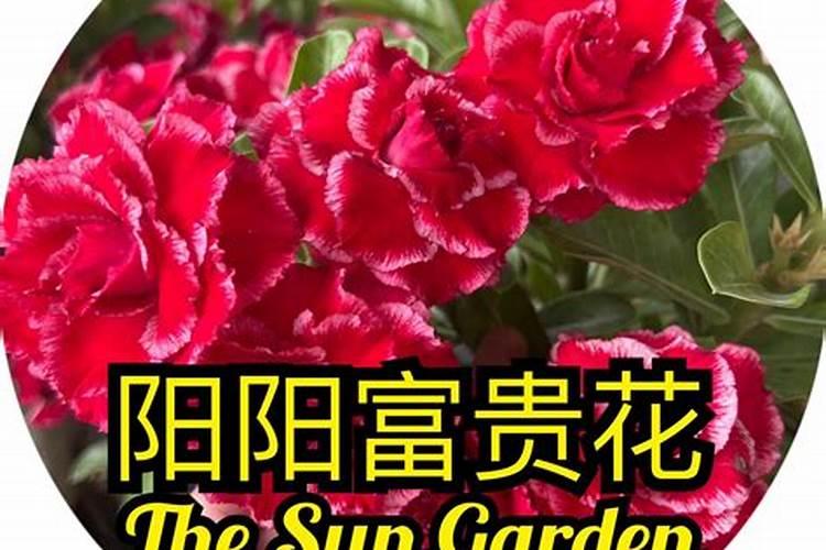 沙漠玫瑰开完花如何复壮工作