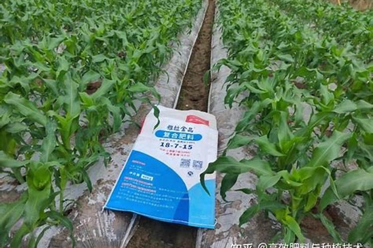 玉米苗发黄不长怎么办
