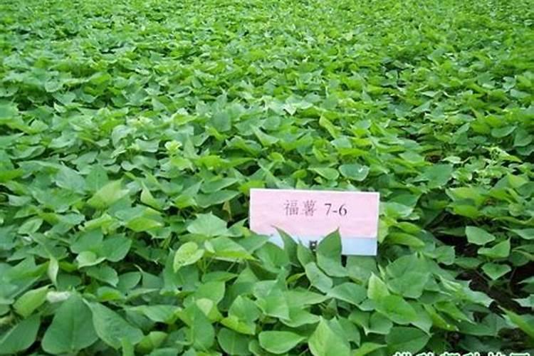 芸苔素内酯可以滴灌冲施吗一亩地冲是多少？