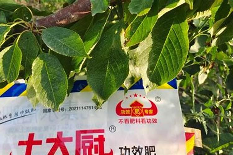 樱桃树种植施肥浇水有技巧 栽樱桃树时施什么肥好