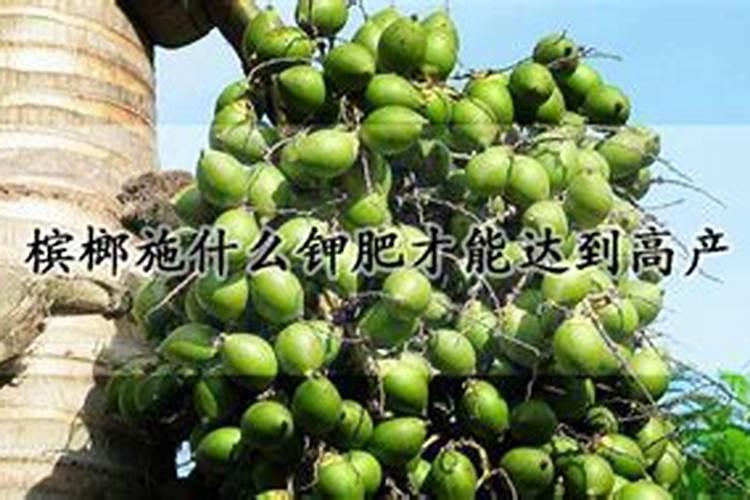 槟榔开花前施什么肥,施肥需要离树多远