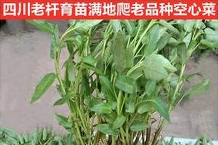 木耳菜种植最简单方法