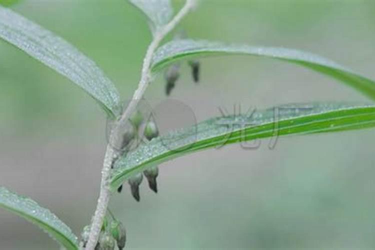 果树裂果是缺钙吗？用啥肥补钙效果好？