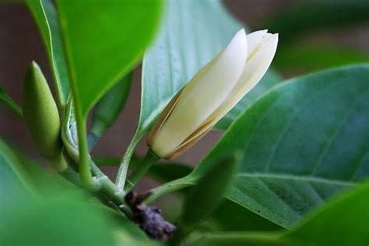 白兰花施什么肥最好