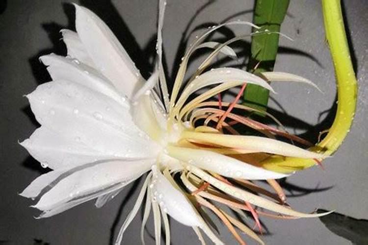 怎样让假昙花出花苞