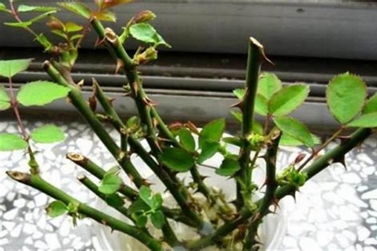 种植辣椒的水肥如何管理(辣椒盛果期怎么浇水施肥)
