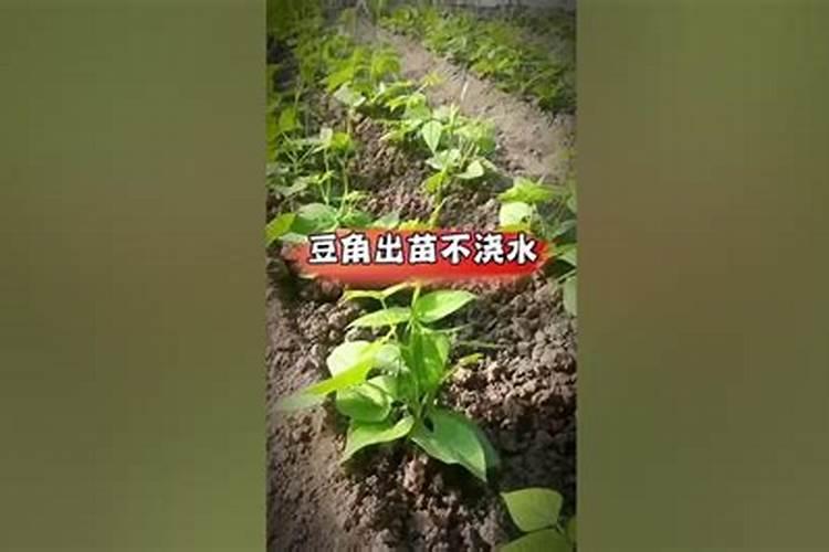 豆角什么时候追肥合适