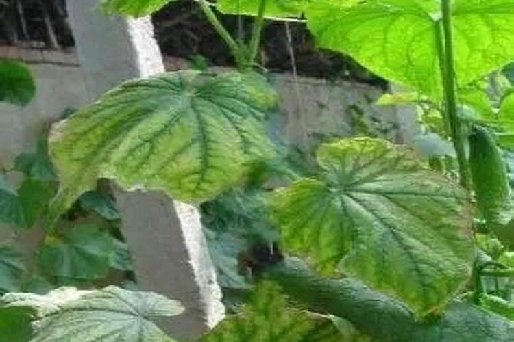 初中化学中几种氮肥的作用