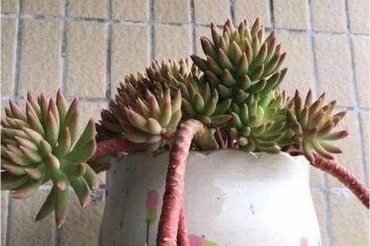 秀妍多肉徒长了怎么办