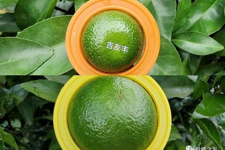 安鲜脂加磷酸二氢钾用在沃柑上起什么作用？